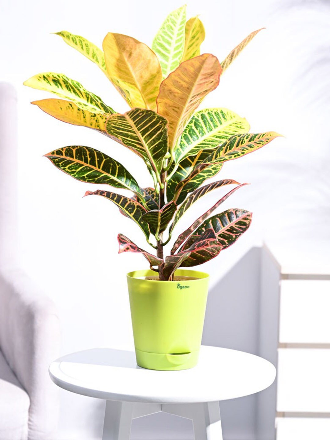 

UGAOO Self Watering Live Croton Petra Plant With Pot, Green