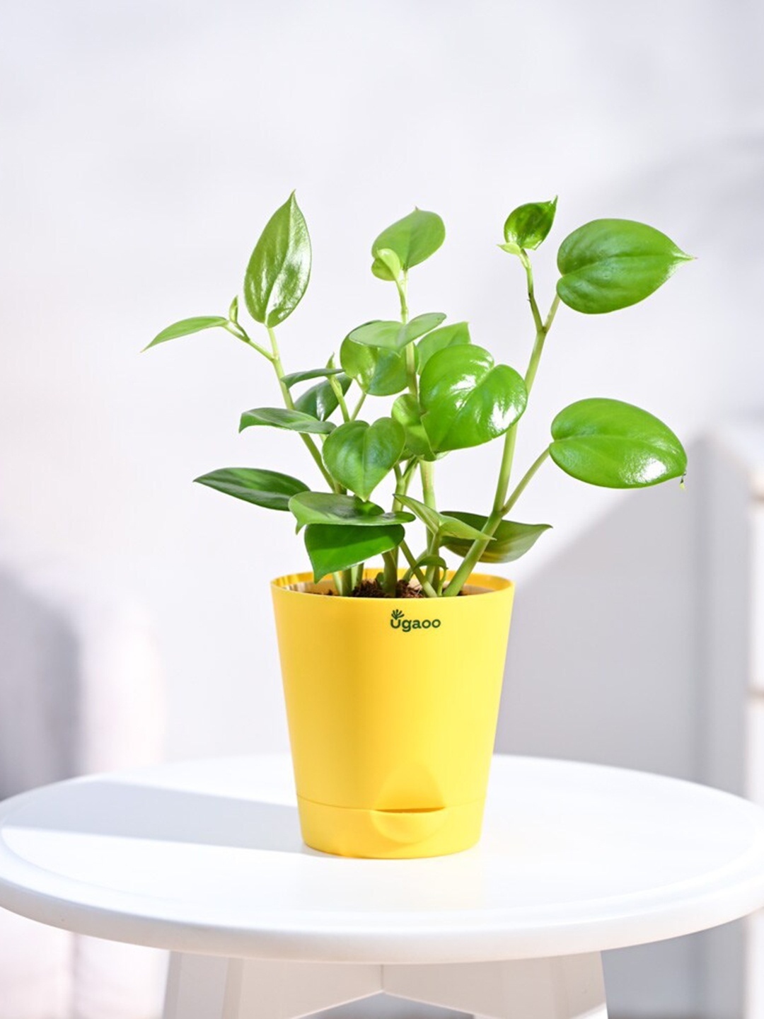 

UGAOO Self Watering Live Peperomia Plant With Pot, Yellow