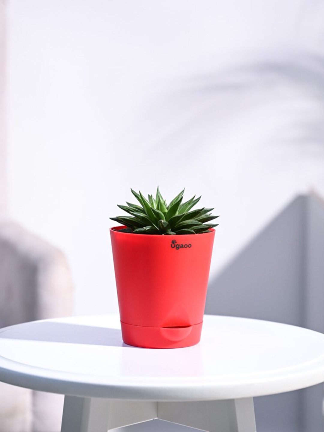 

UGAOO Self Watering Haworthia Turgida Plant With Pot, Red
