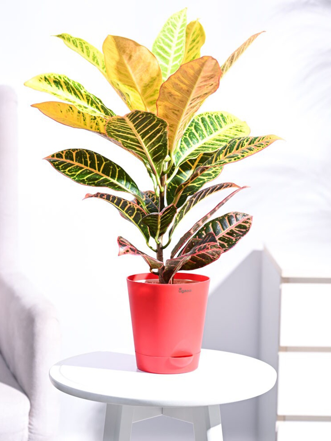 

UGAOO Outdoor Croton Petra Plant With Self-Watering Pot, Red