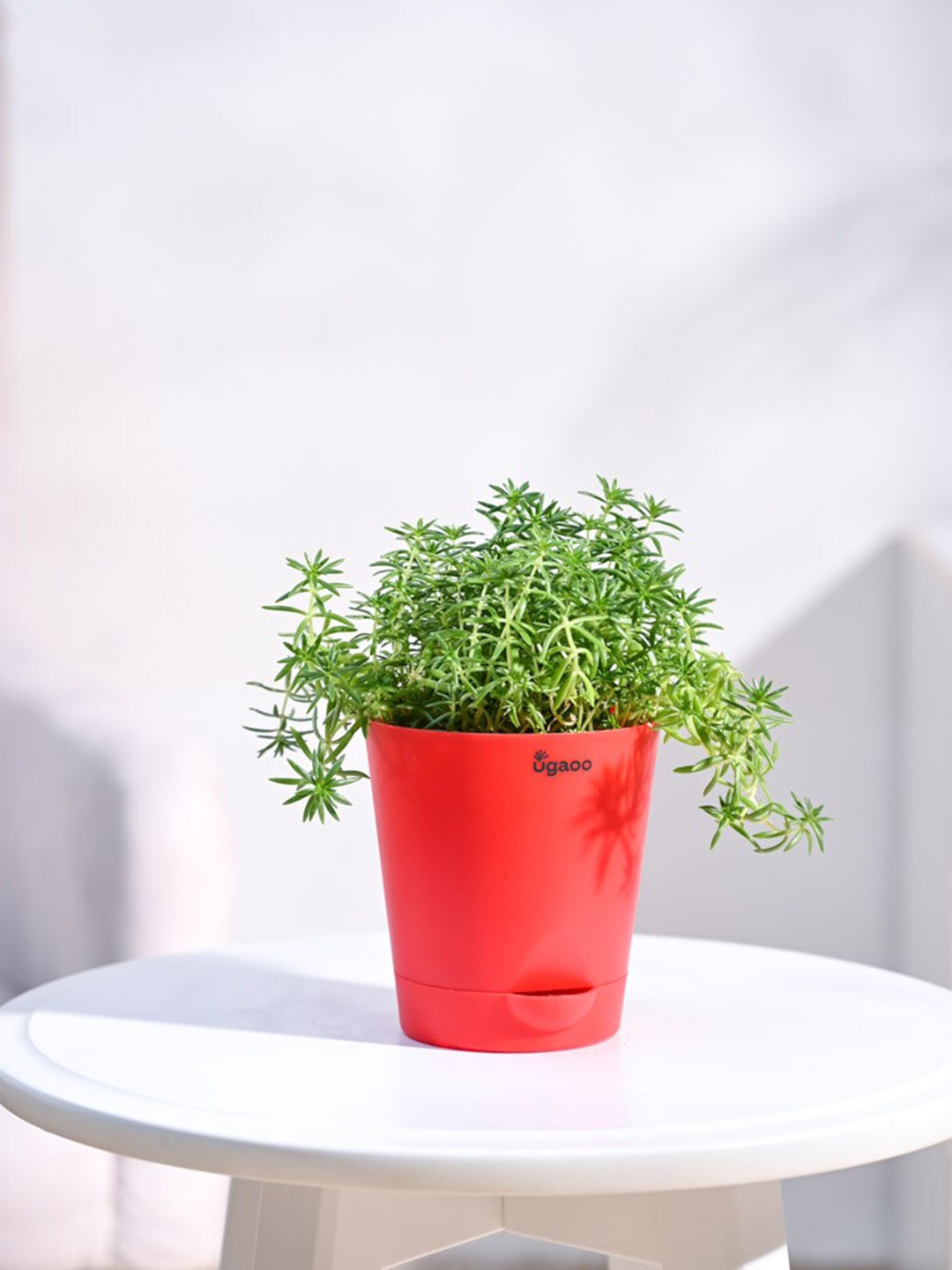 

UGAOO Golden Sedum Plant with Self Watering Red Pot