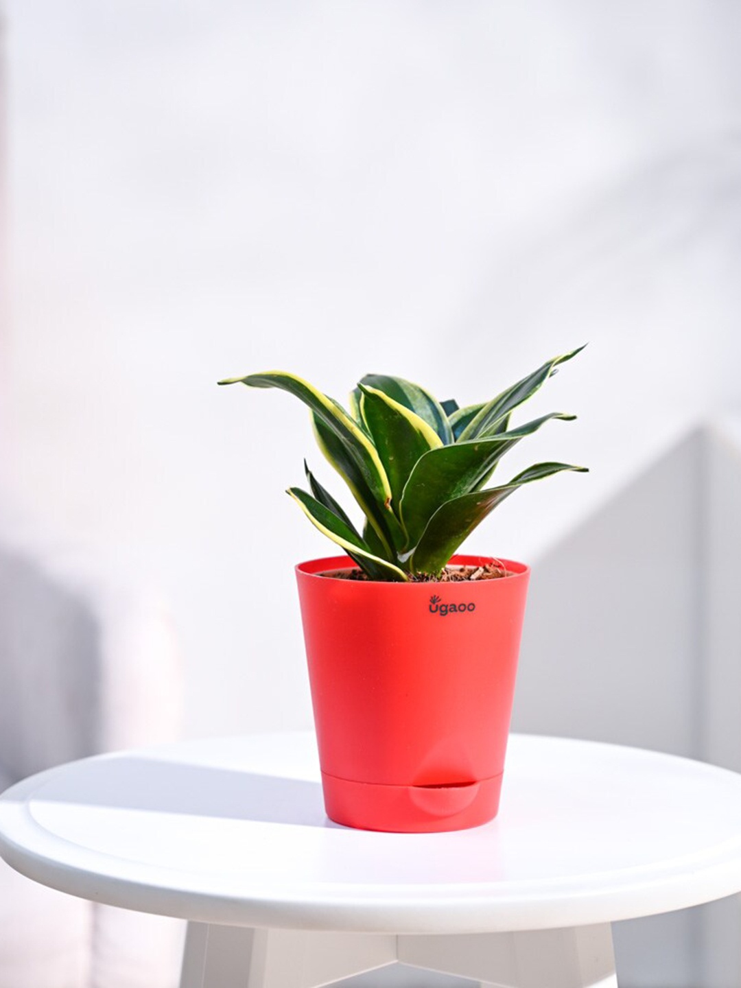 

UGAOO Hahnii Plant With Self Watering Pot, Red