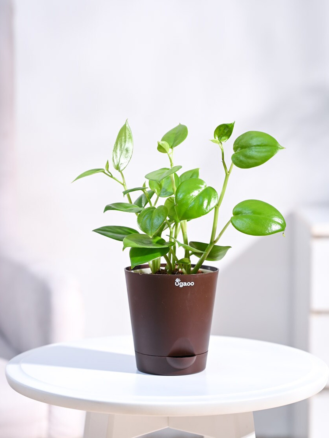 

UGAOO Peperomia Creeper Plant With Self Watering Pot, Brown