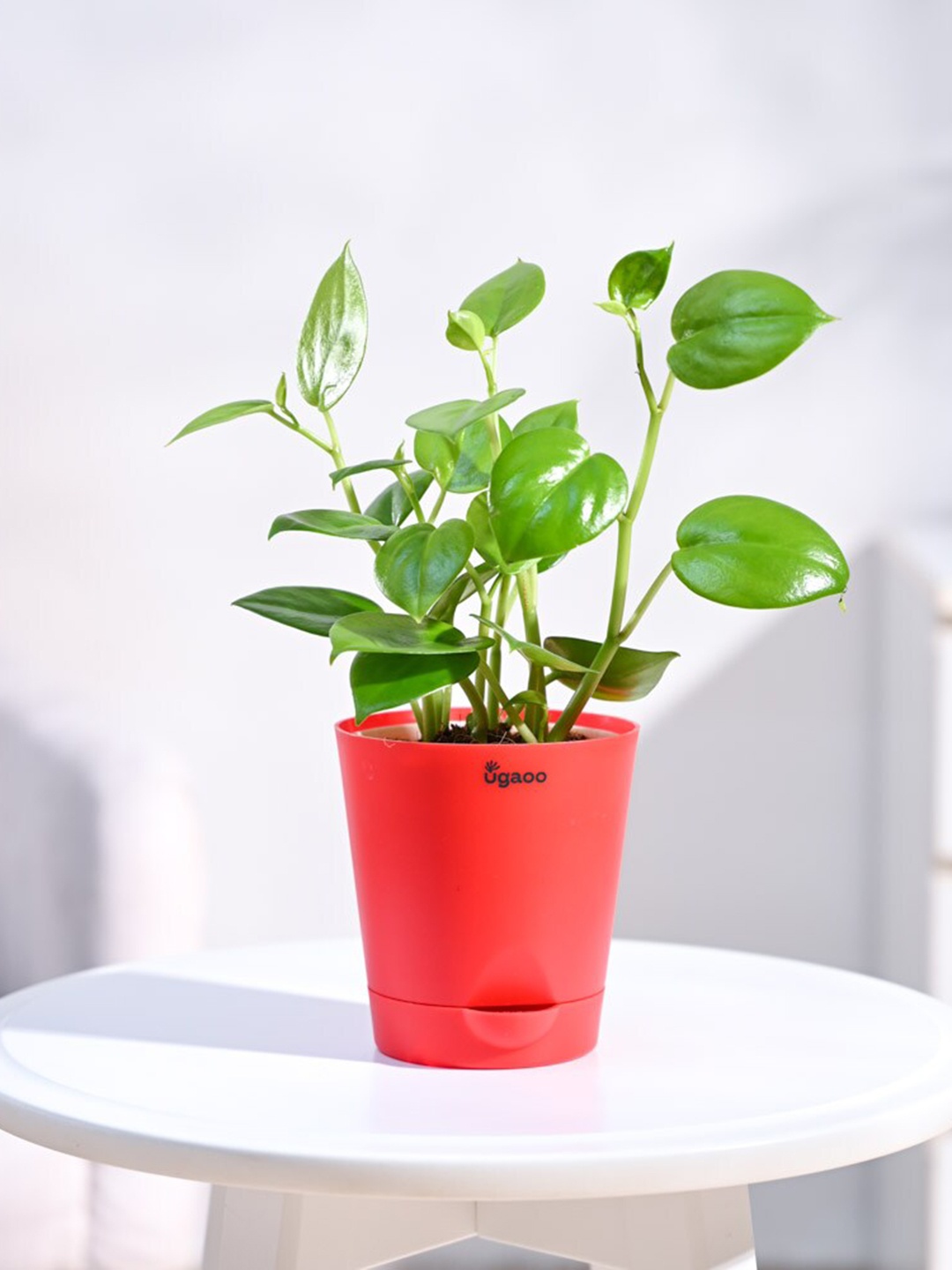 

UGAOO Peperomia Creeper Plant with Self Watering Pot, Red