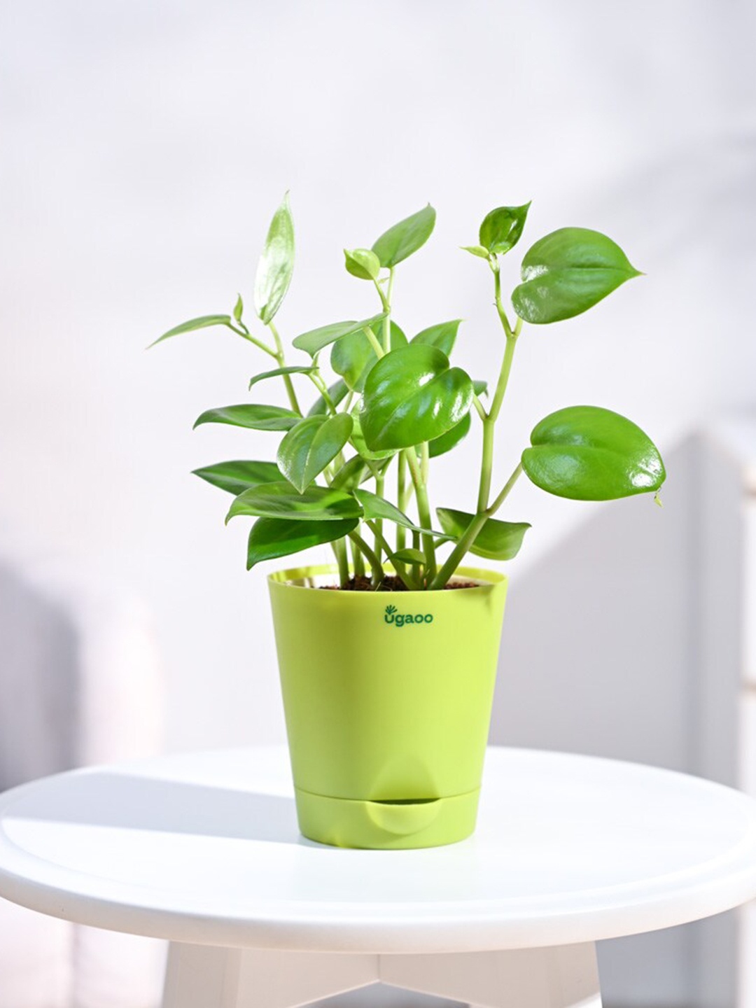 

UGAOO Self Watering Peperomia Creeper Plant With Pot, Green