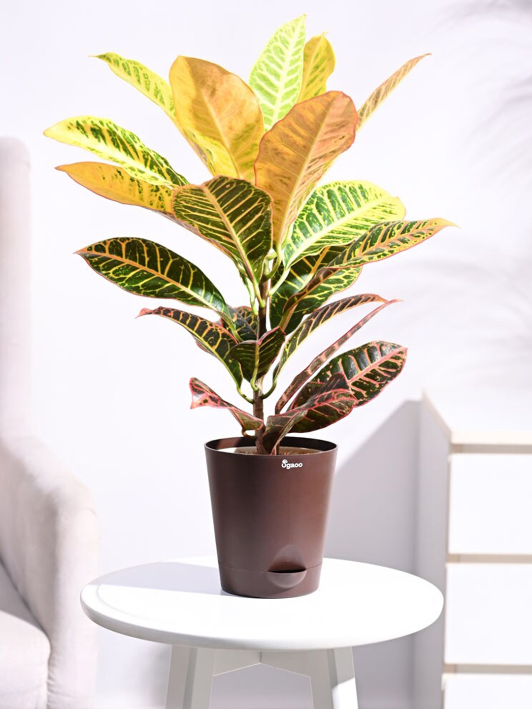 

UGAOO Croton Petra Plant with Self Watering Brown Pot, Green