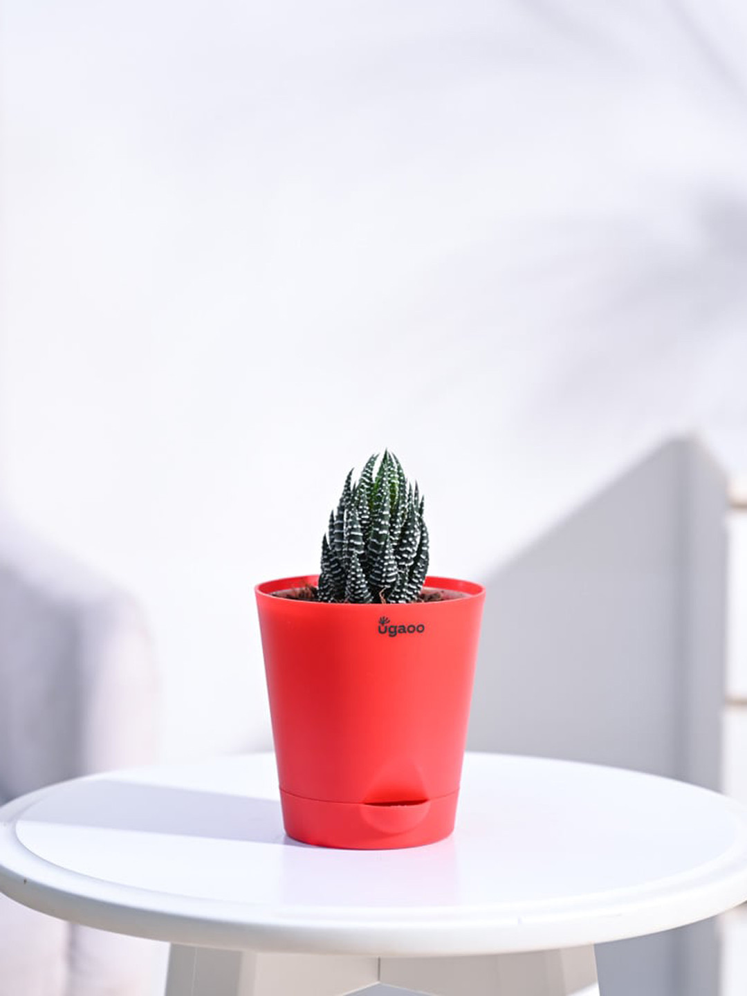

UGAOO Haworthia Coarctata Plant With Self-Watering Pot, Red