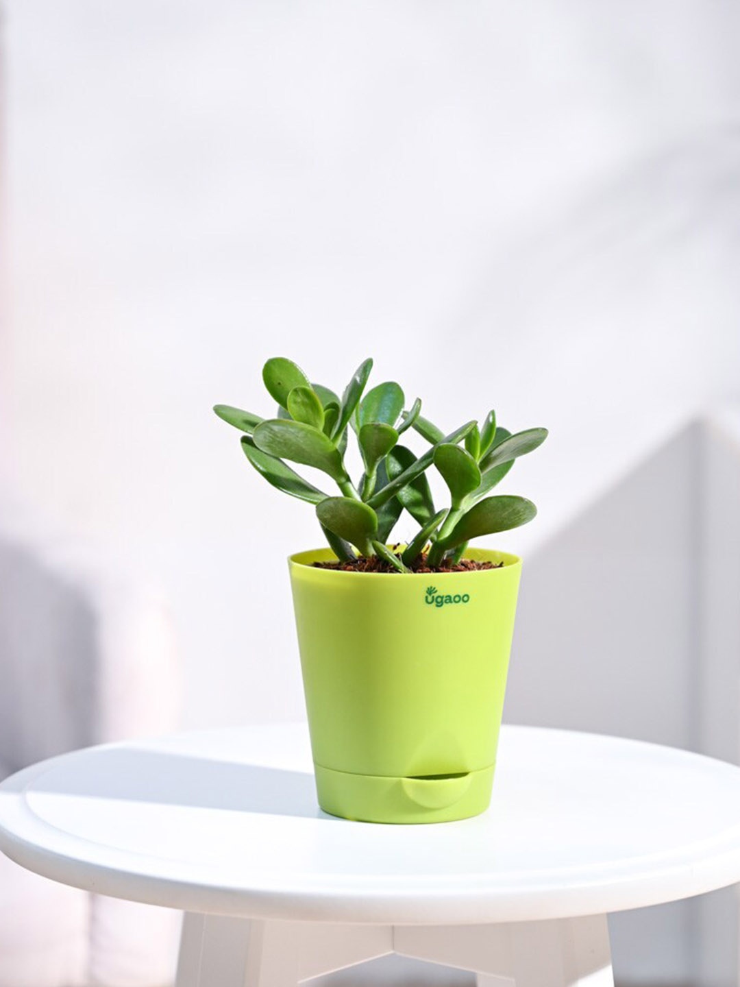 

UGAOO Self Watering Live Crassula Ovata Plant With Pot, Green