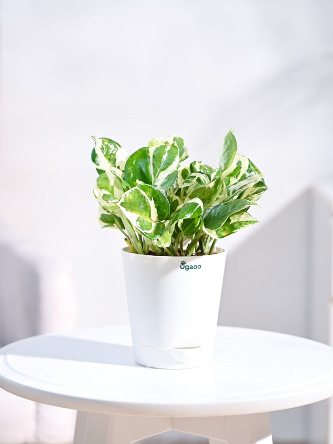 

UGAOO Self Watering Money Plant N'Joy With Pot, White