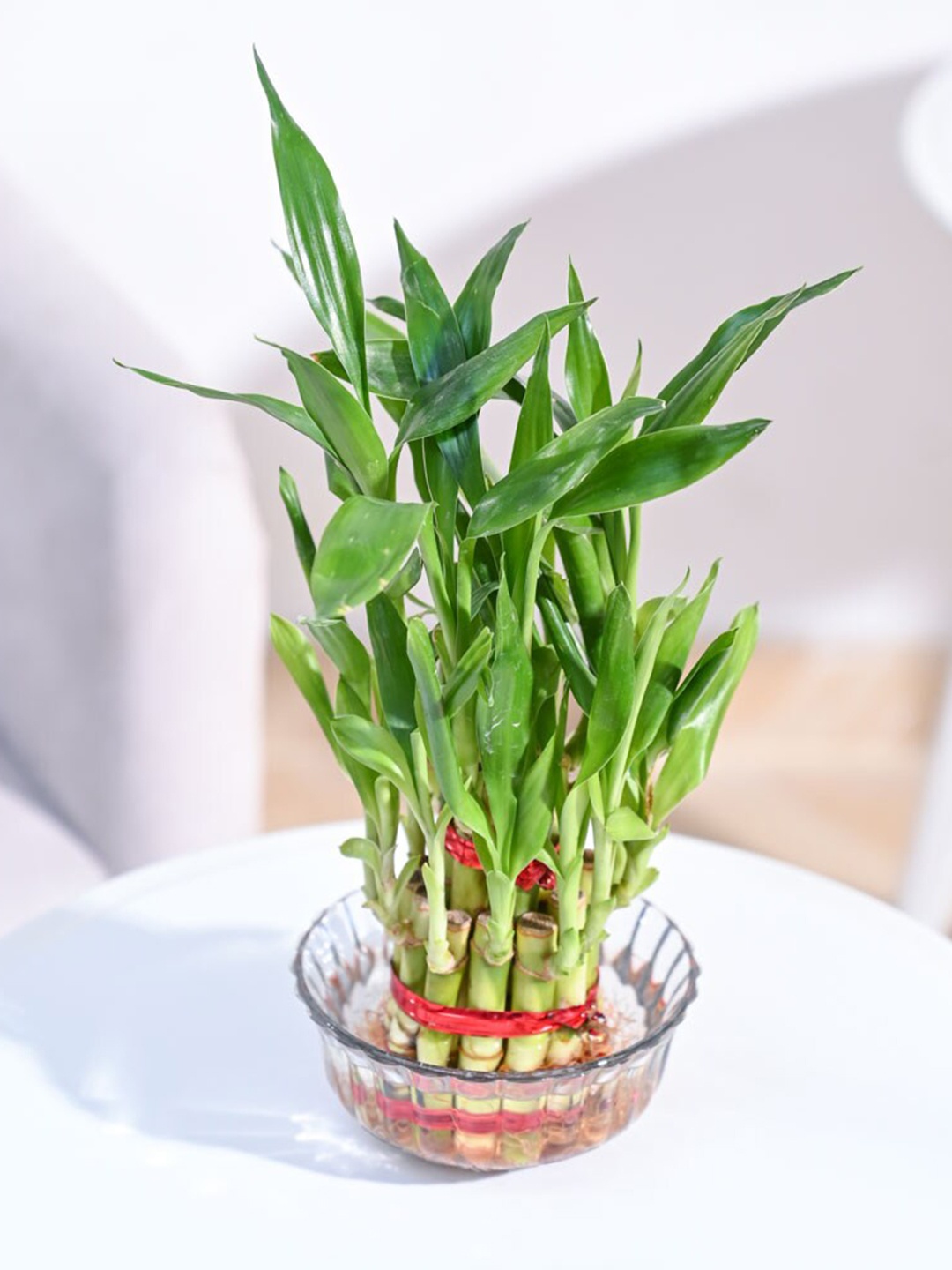 

UGAOO 2 Layer Lucky Bamboo Plant, Beige