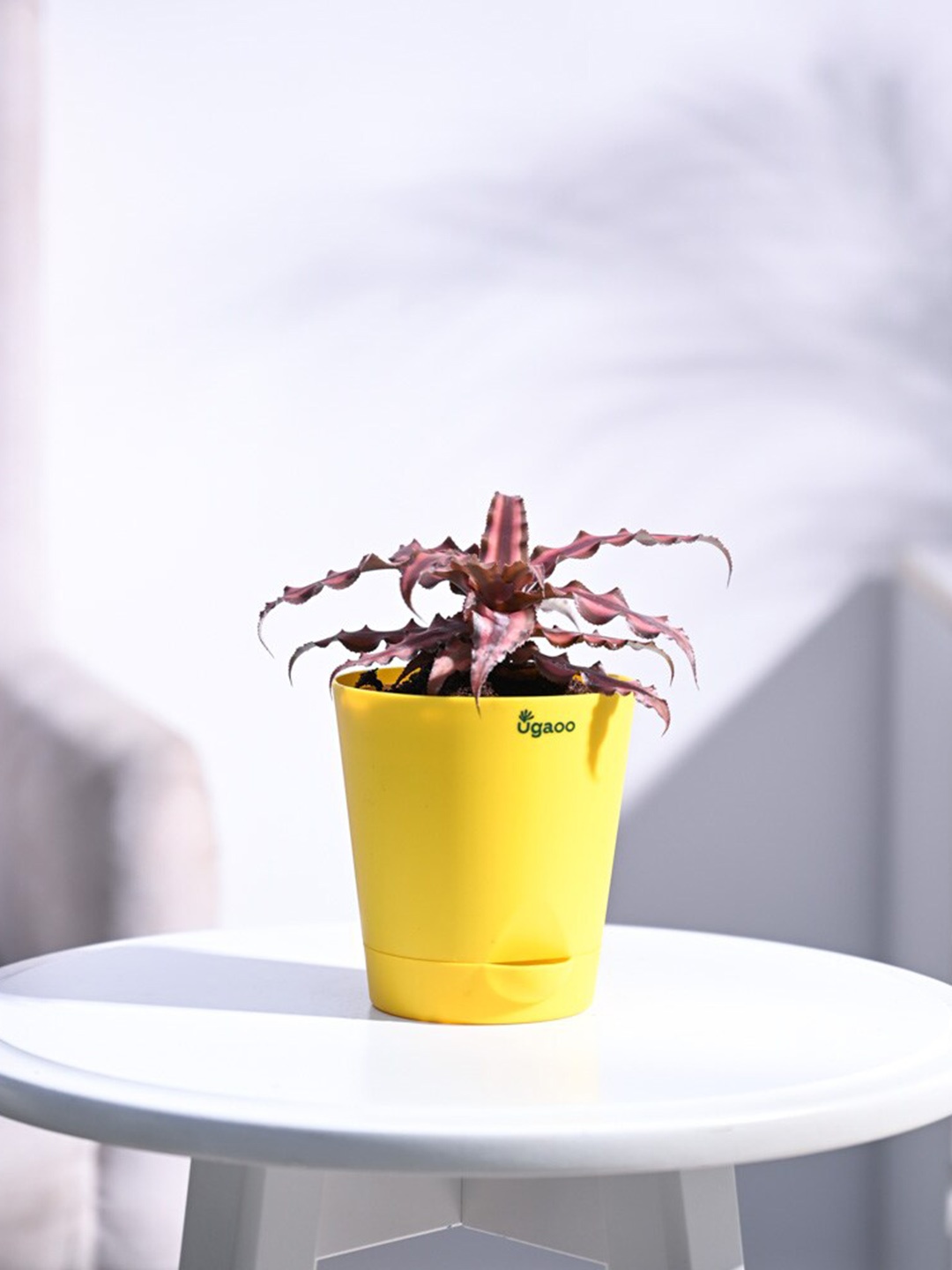 

UGAOO Earth Star With Self-Watering Pot, Yellow