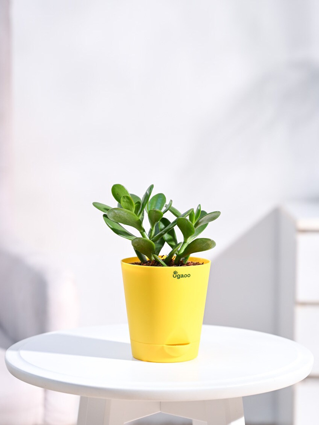 

UGAOO Crassula Ovata Plant With Self Watering Pot, Yellow