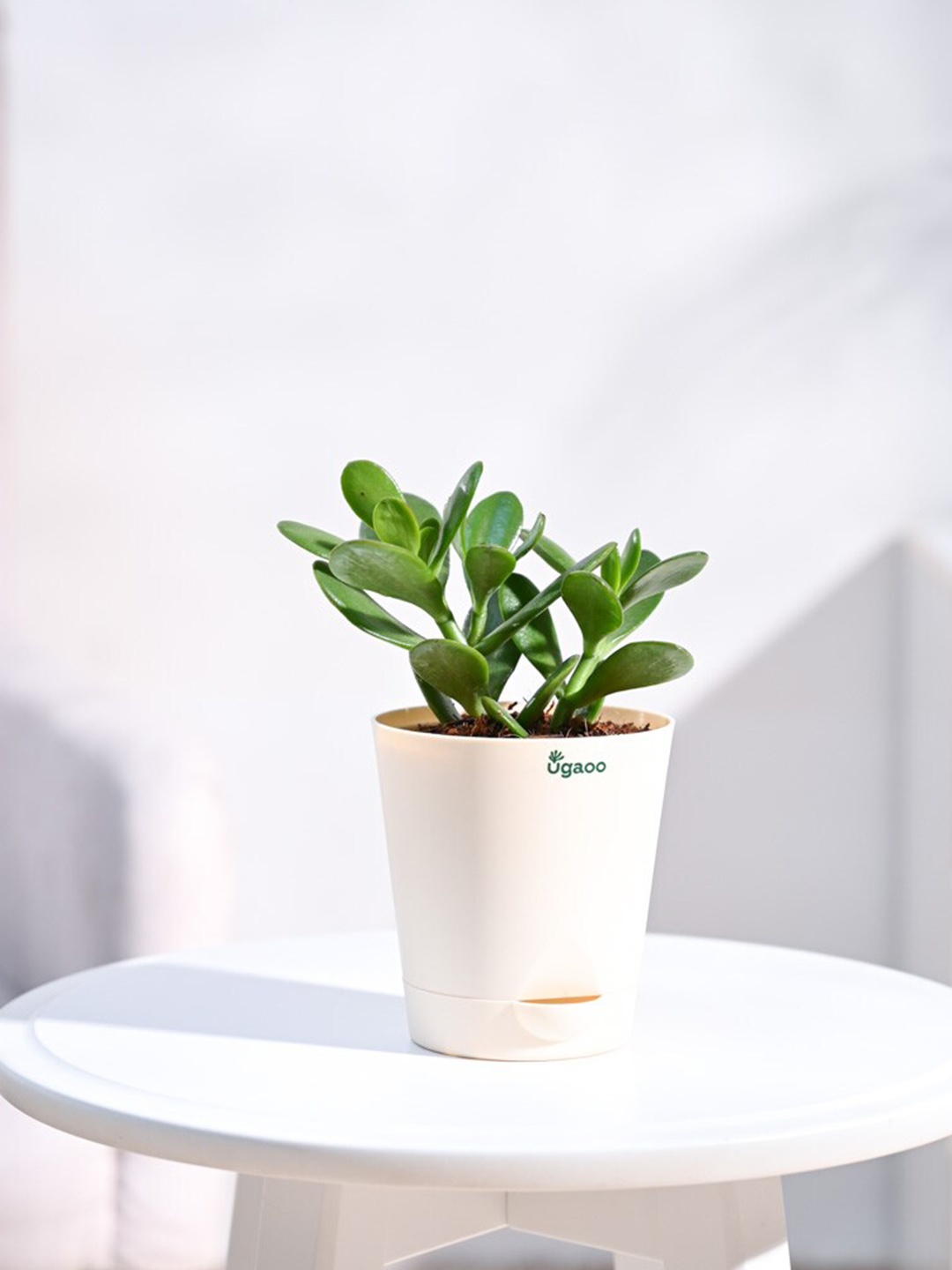 

UGAOO Crassula Ovata Plant with Self Watering Pot, Beige