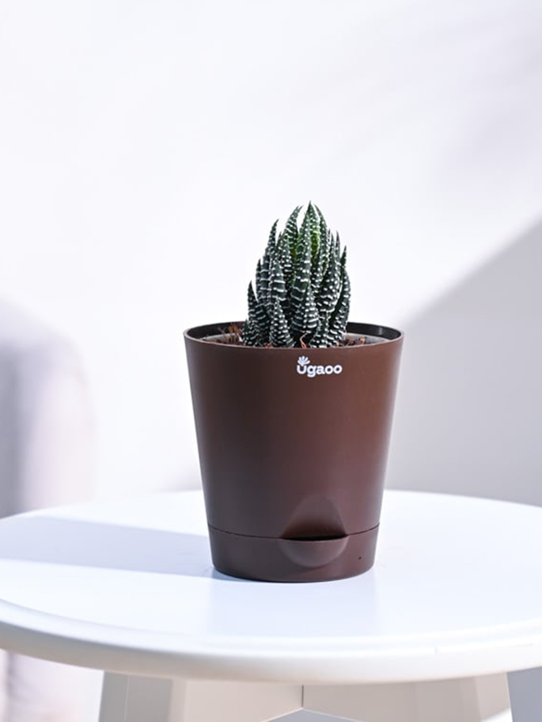 

UGAOO Haworthia Coarctata Plant With Self Watering Pot, Brown