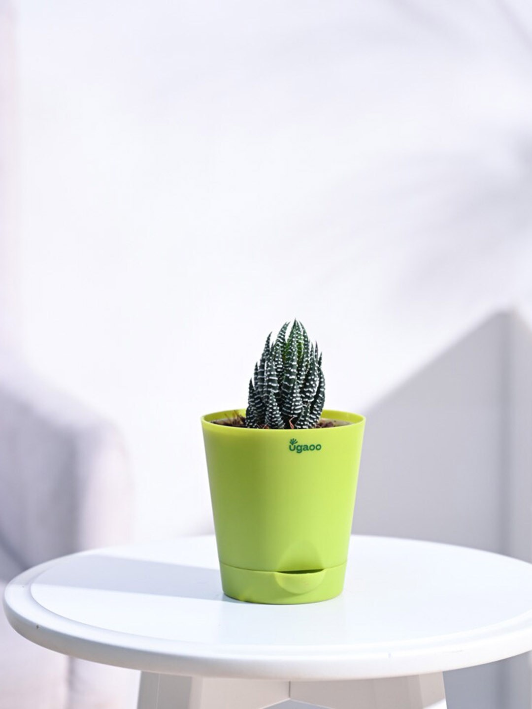 

UGAOO Haworthia Coarctata Plant With Self-Watering Pot, Green
