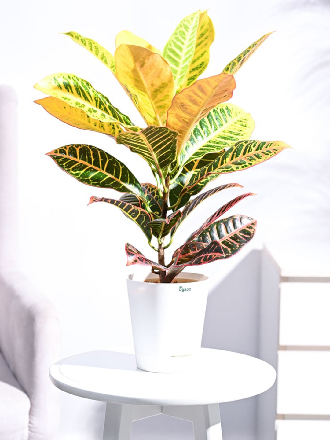 

UGAOO Self Watering Croton Petra Medium Plant With Pot, White