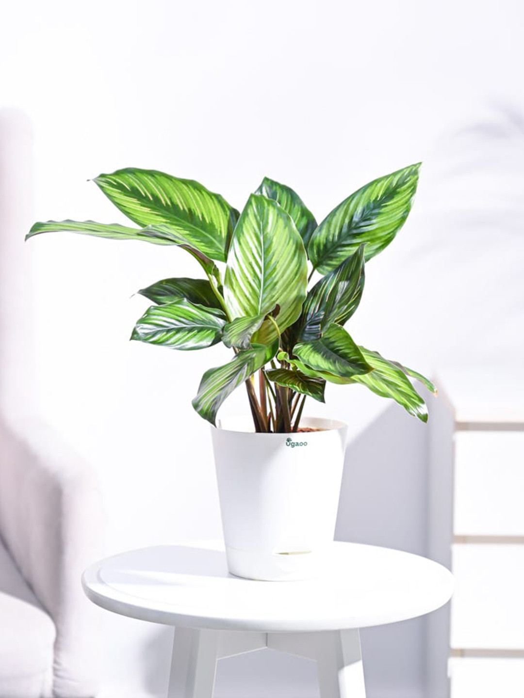 

UGAOO Live Calathea Pinstripe Plant With Self Watering Pot, White