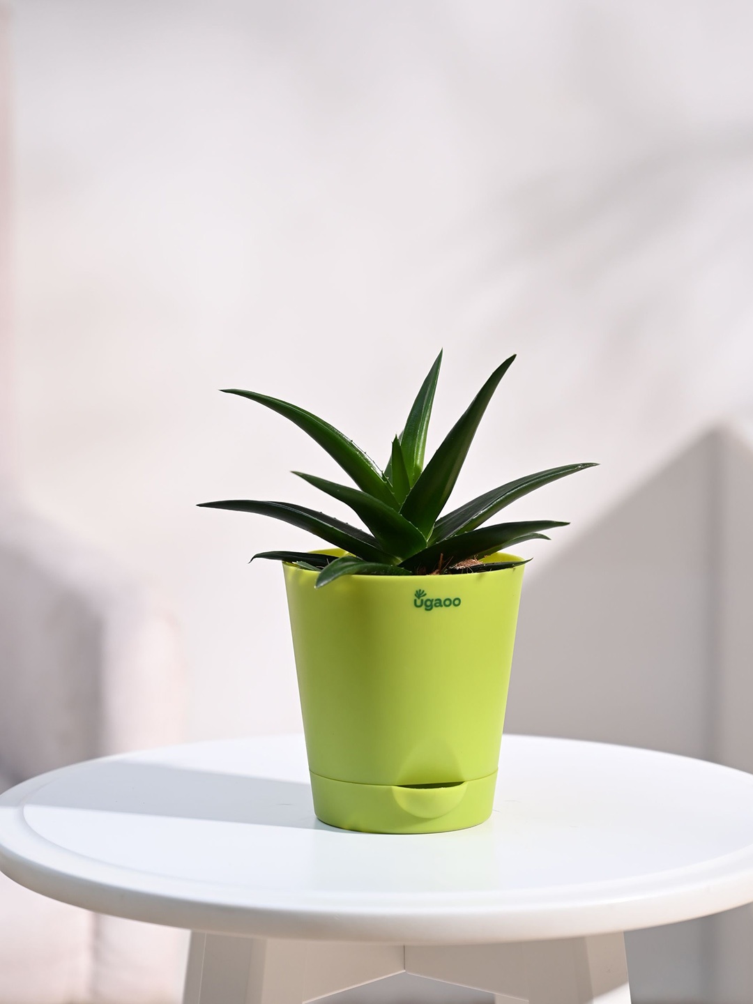 

UGAOO Self Watering Live Aloe Vera Plant With Pot, Green