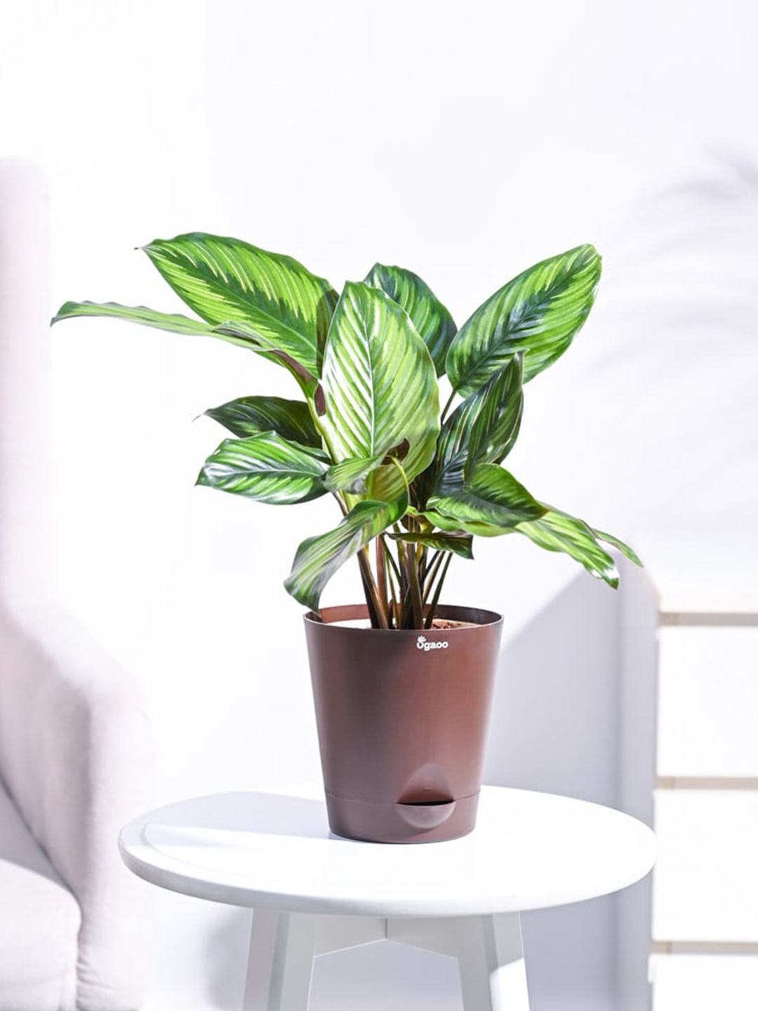 

UGAOO Self Watering Live Calathea Pinstripe Plant With Pot, Brown