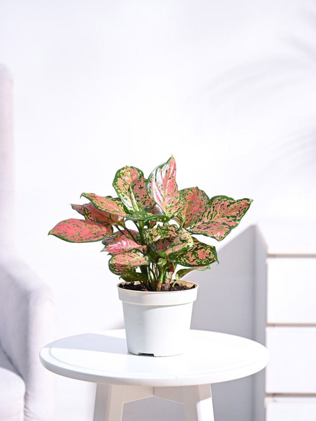 

UGAOO Self Watering Live Aglaonema Plant With Pot, Off white