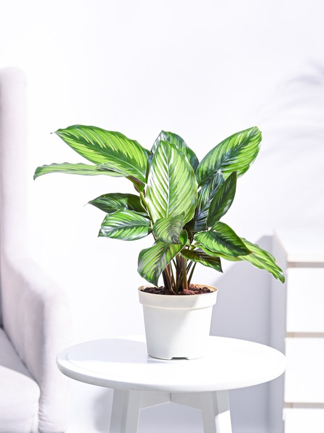 

UGAOO Live Calathea Pinstripe Plant With Self Watering Pot, Beige