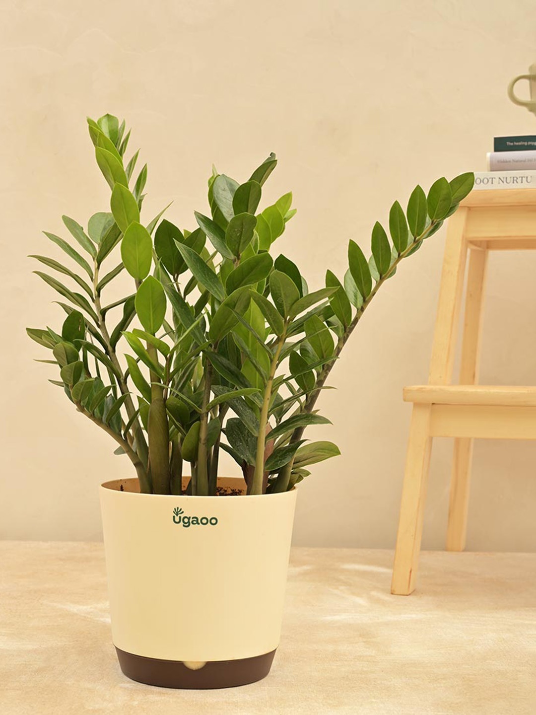 

UGAOO ZZ Plant Large Indoor Live Plant & Grow Pot, Beige