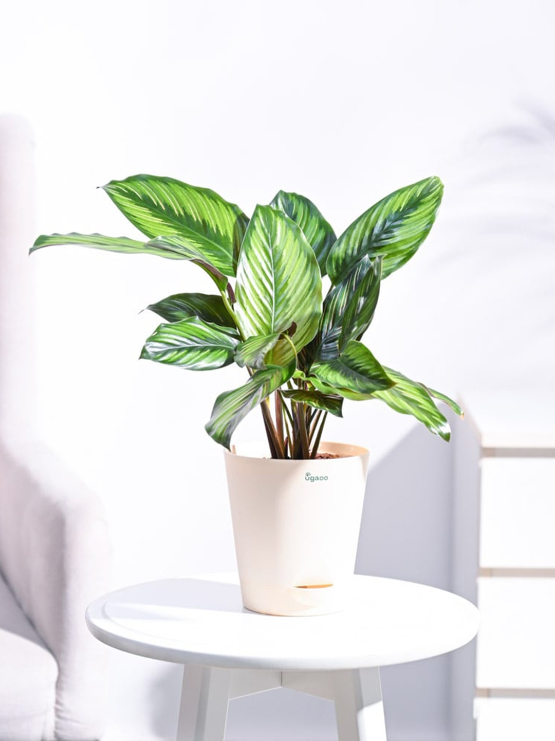 

UGAOO Self Watering Live Calathea Pinstripe Plant With Pot, Beige