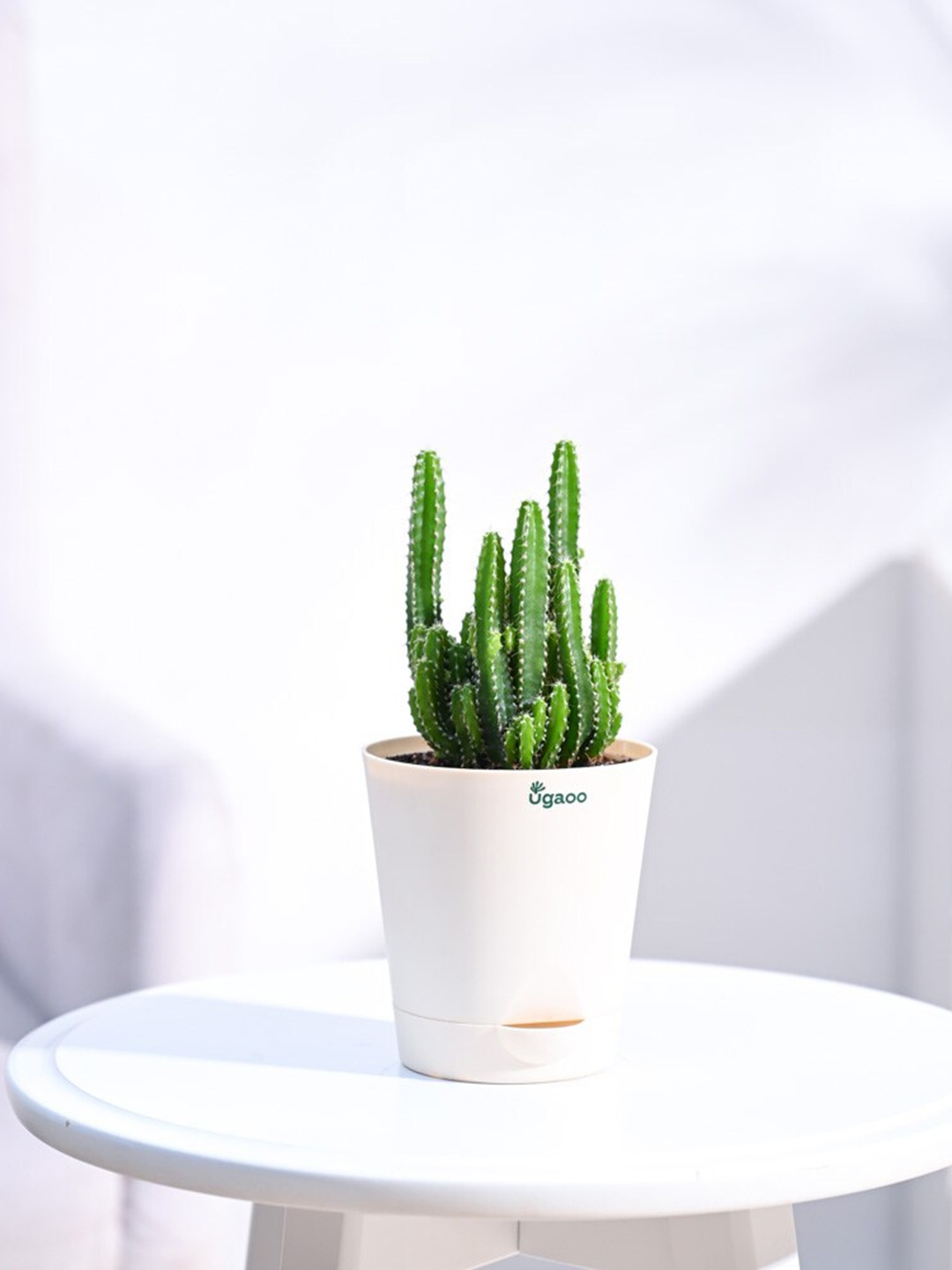 

UGAOO Live Elongated Cactus Plant With Self Watering Pot, Cream