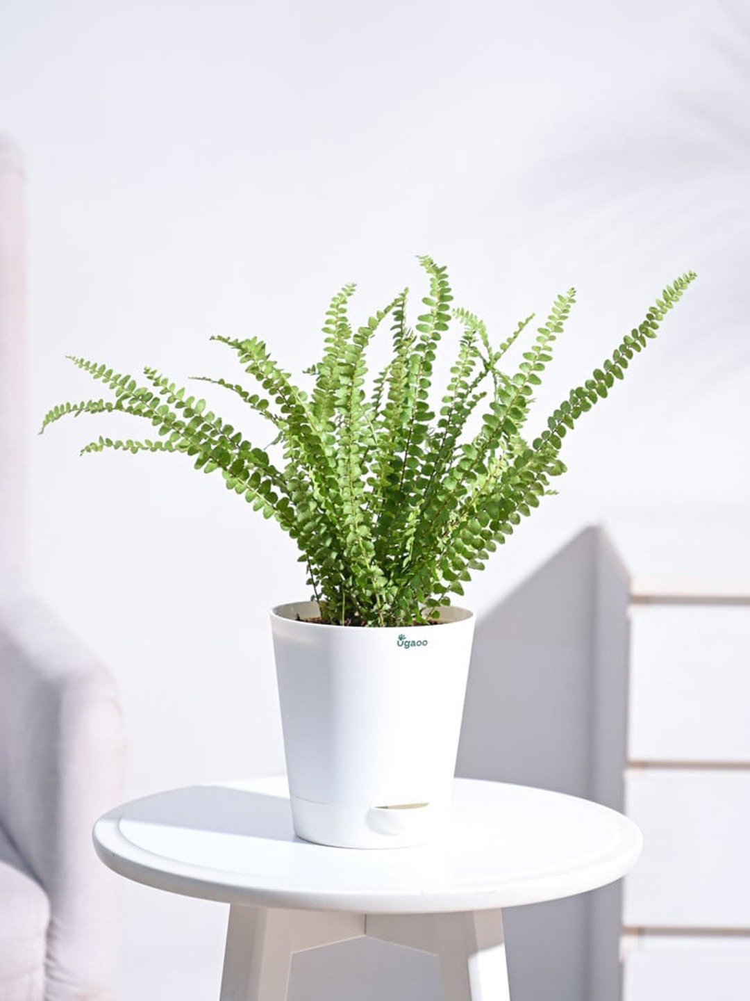 

UGAOO Self Watering Live Button Fern Plant With Pot, White