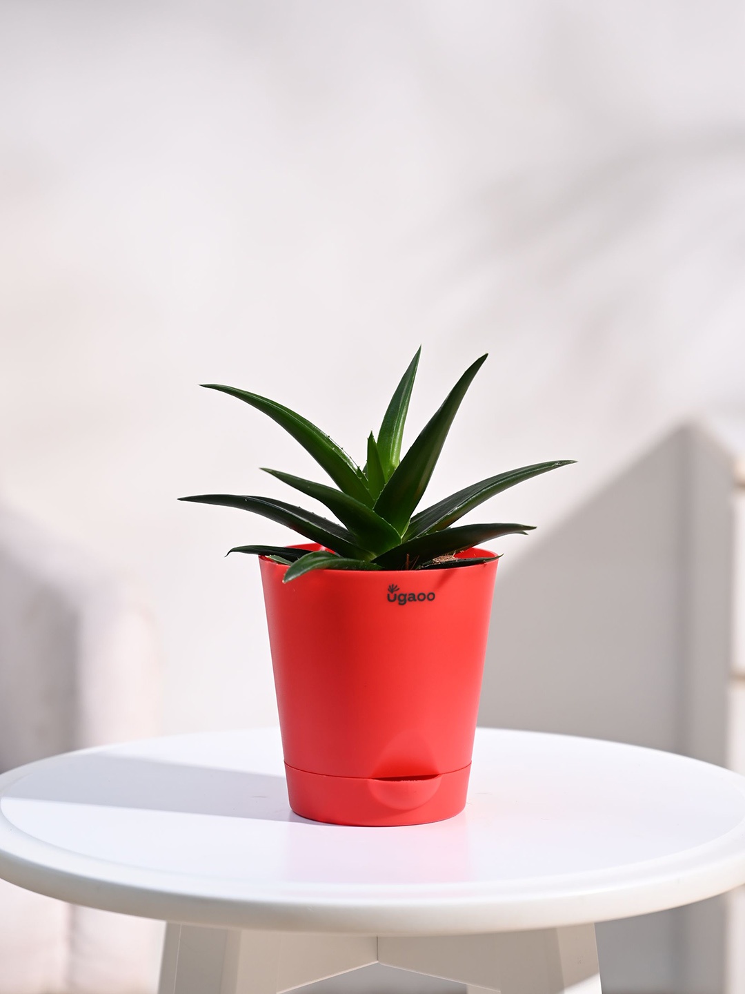 

UGAOO Self Watering Live Aloe Vera Plant With Pot, Red