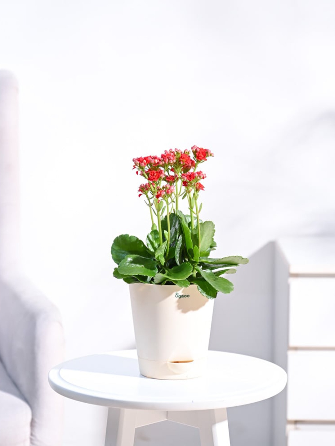 

UGAOO Live Kalanchoe Plant With Self Watering Pot, Cream