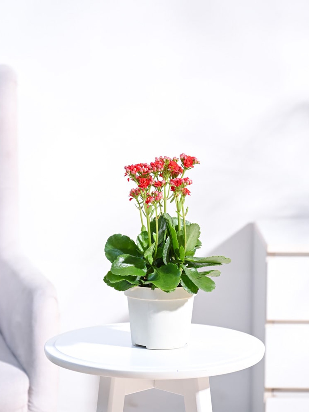 

UGAOO Self Watering Live Kalanchoe Plant With Pot, Beige