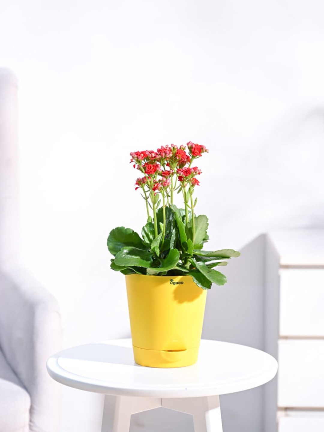 

UGAOO Live Kalanchoe Plant With Self Watering Pot, Yellow
