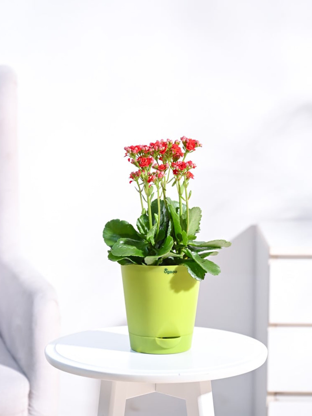 

UGAOO Kalanchoe Plant with Self Watering Pot, Green