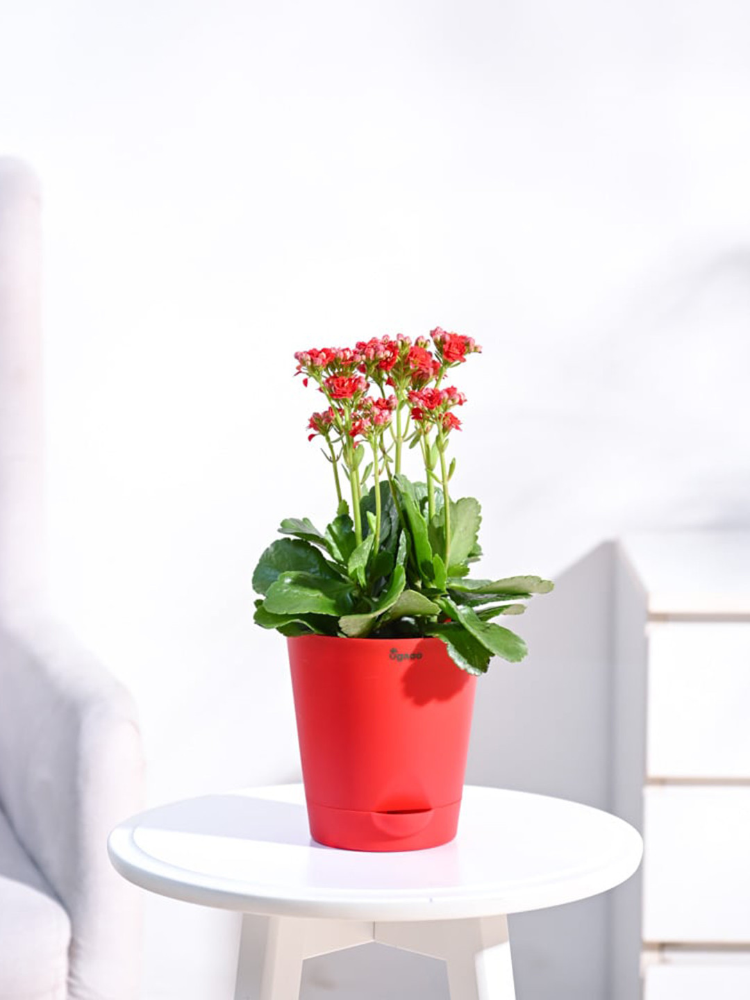 

UGAOO Kalanchoe Plant with Self Watering Pot, Red