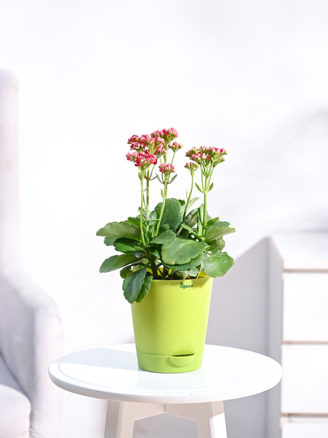 

UGAOO Kalanchoe Plant With Self Watering Pot, Green