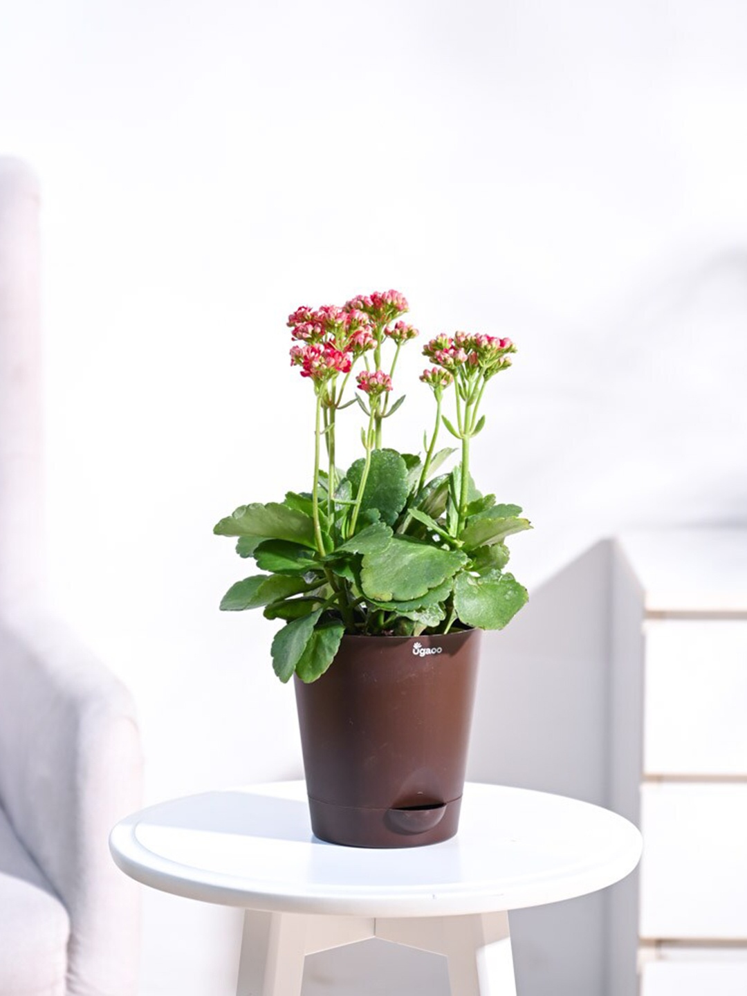 

UGAOO Self Watering Live Kalanchoe Plant With Pot, Brown