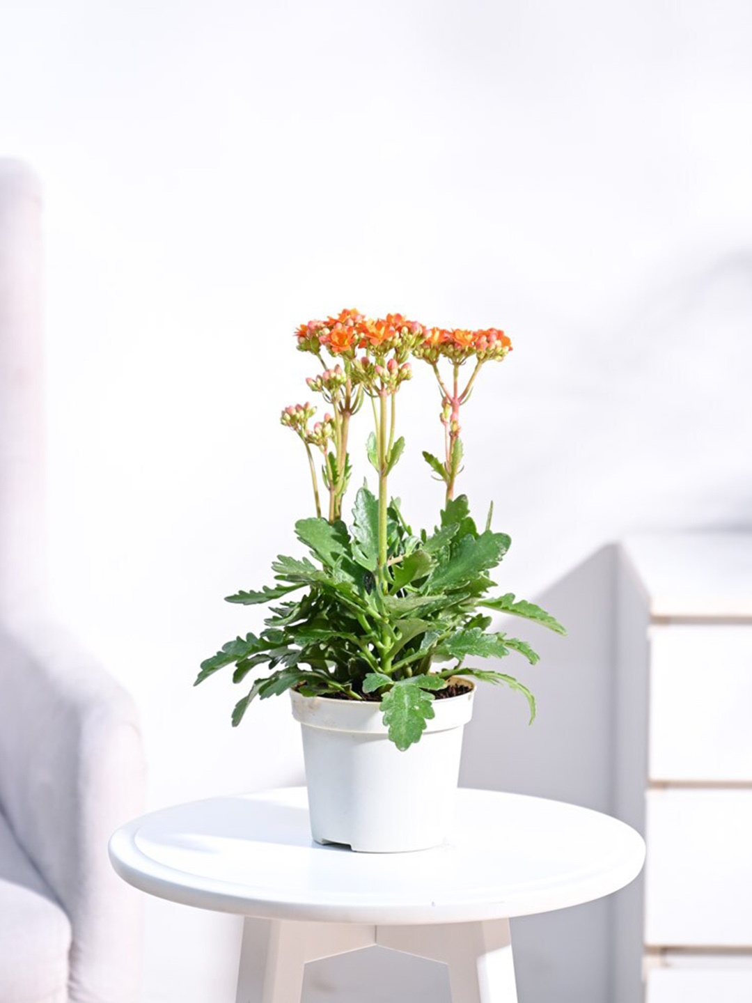 

UGAOO Indoor Kalanchoe Plant with Pot- 10.16 cm, Beige