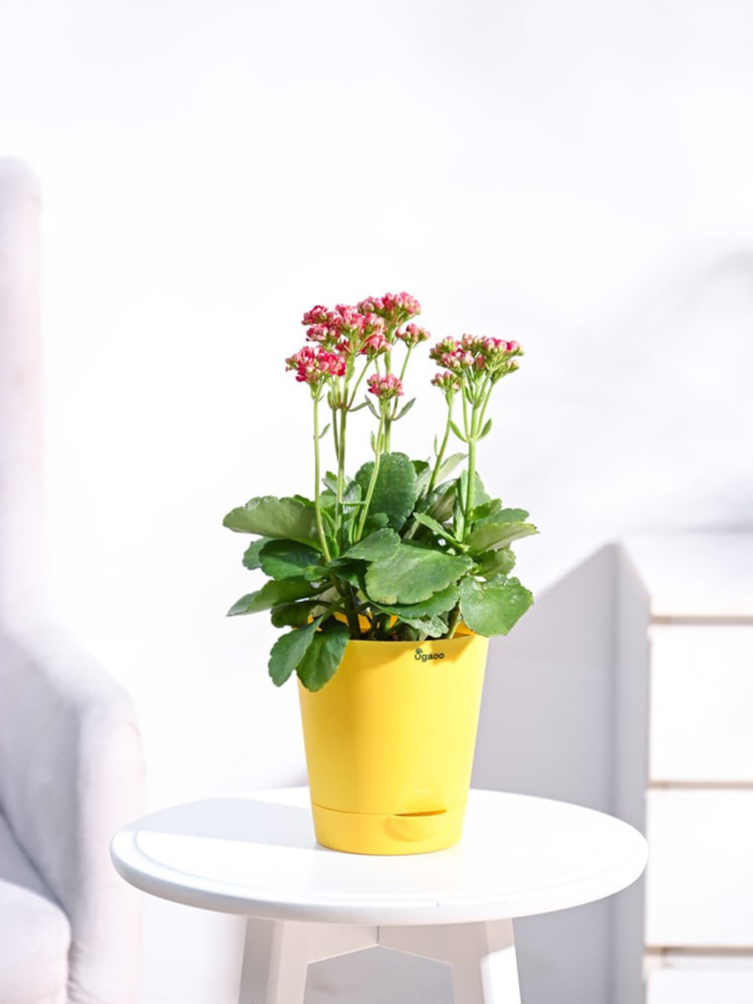 

UGAOO Self Watering Live Kalanchoe Plant With Pot, Yellow