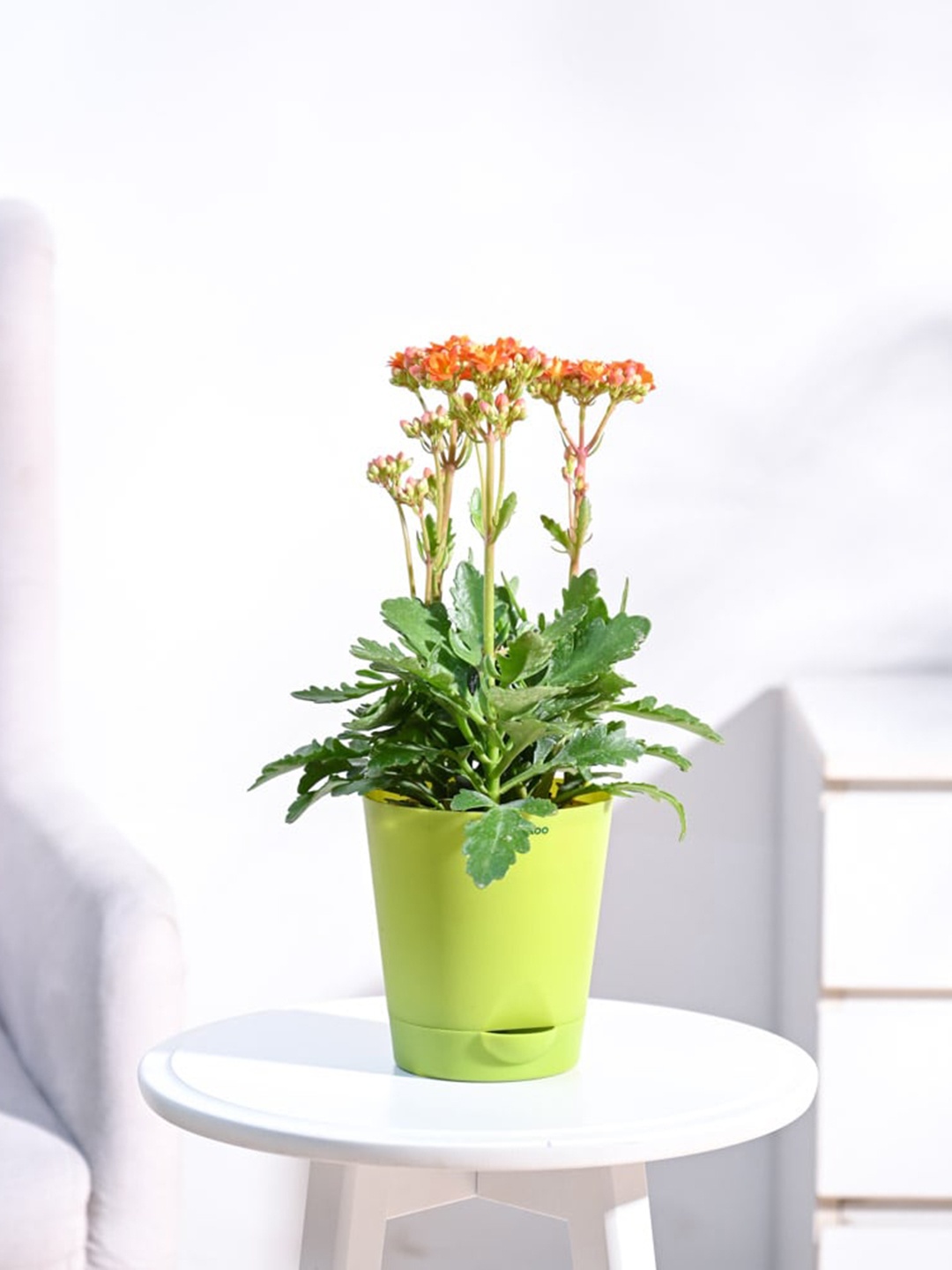 

UGAOO Kalanchoe Plant with Self Watering Pot, Green