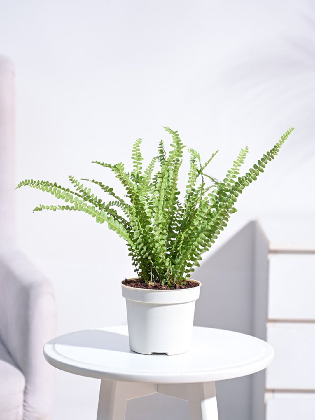 

UGAOO Self Watering Live Button Fern Plant With Pot, Beige