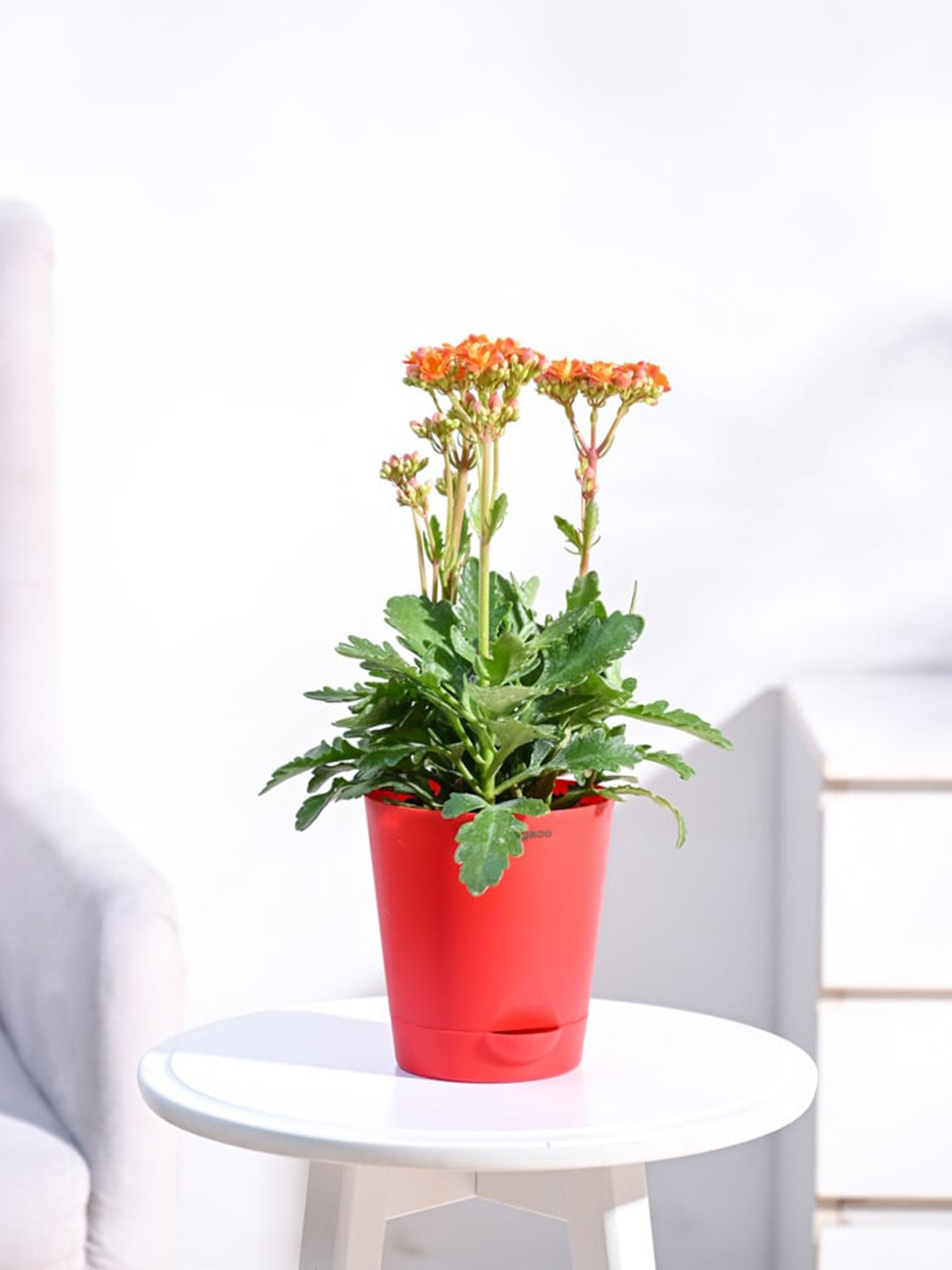 

UGAOO Self Watering Live Kalanchoe Plant With Self Watering Pot, Red