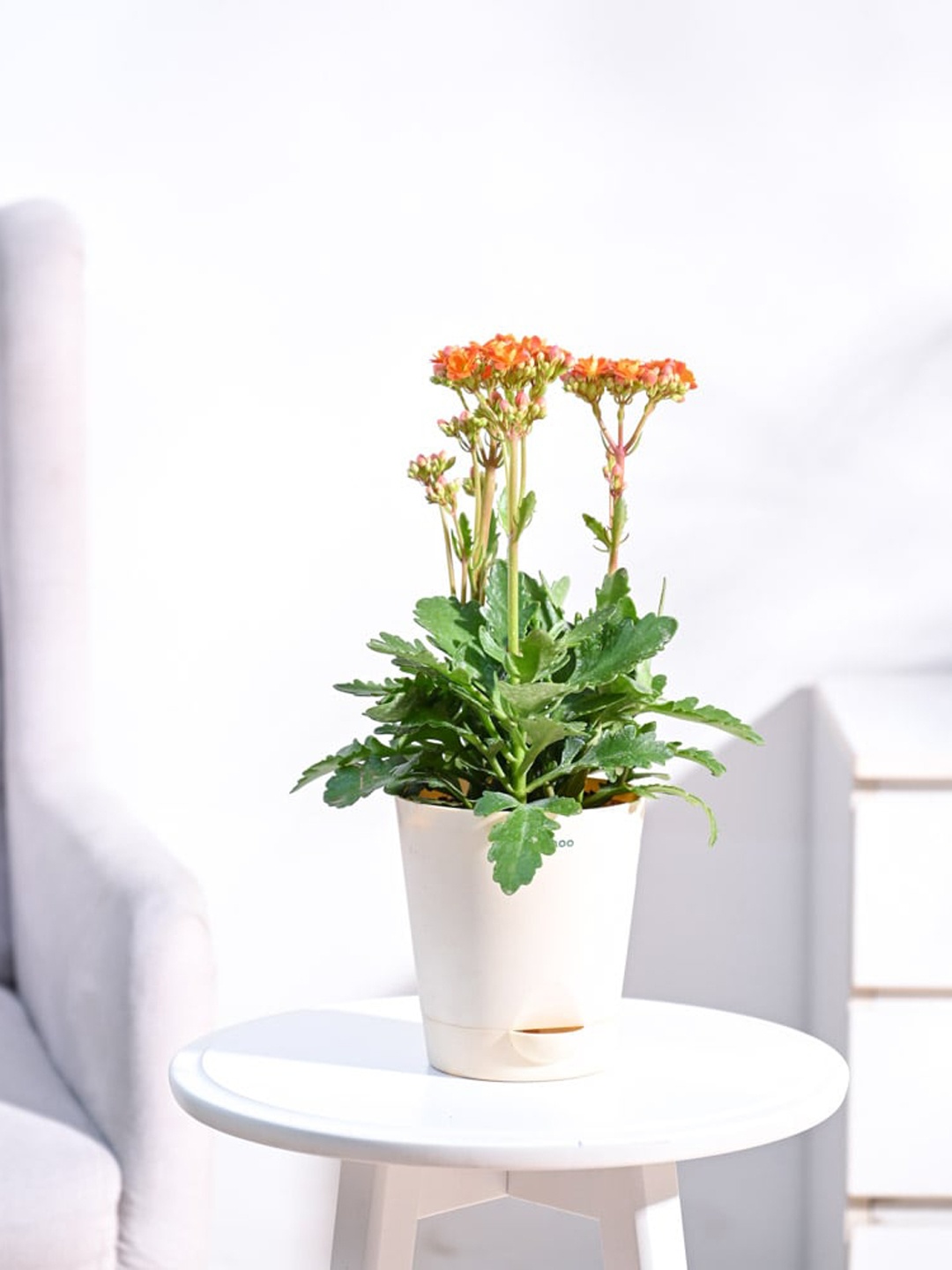 

UGAOO Shurbs Plant with Self Watering Pot, Cream