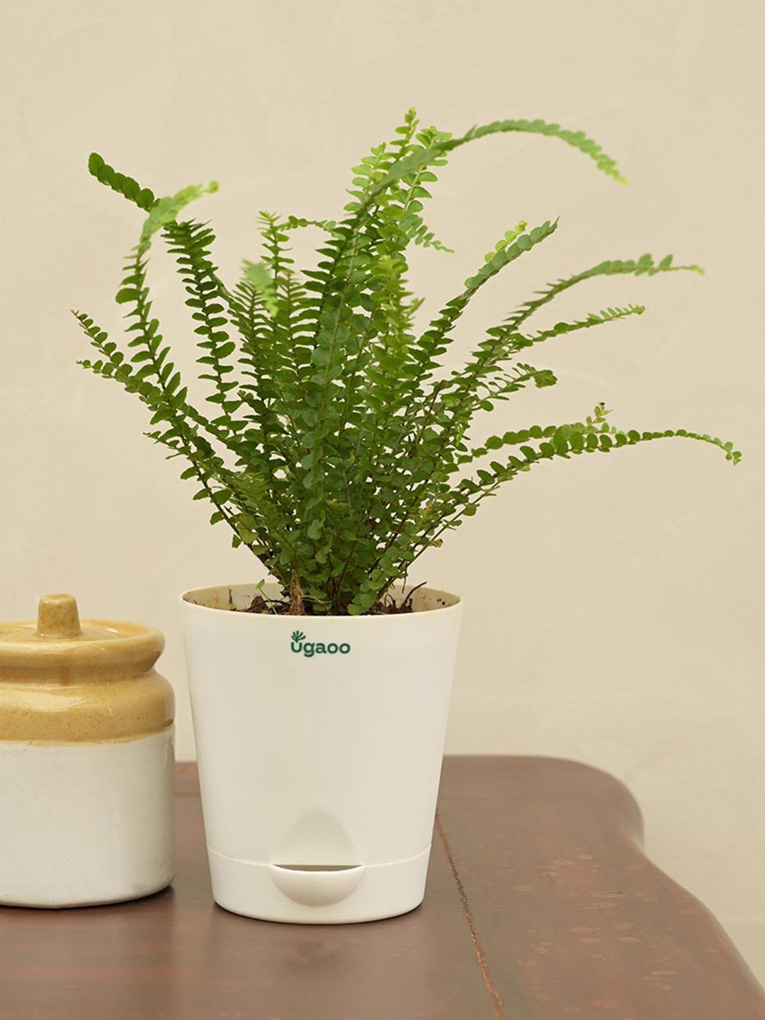 

UGAOO Button Fern Indoor Live Plant & White Self Watering Pot, Beige