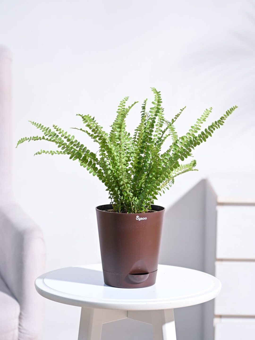 

UGAOO Button Fern Plant With Self Watering Pot, Brown