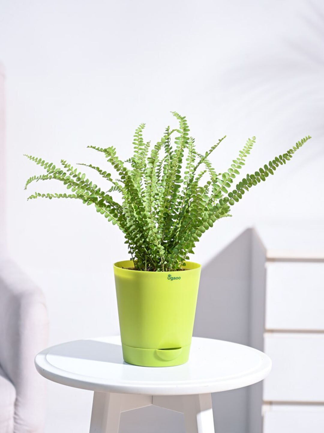 

UGAOO Button Fern Plant with Self Watering Pot, Green