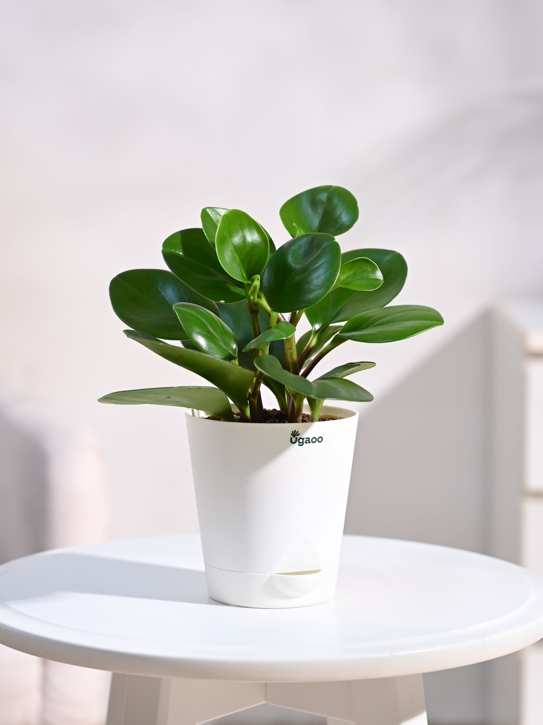 

UGAOO Peperomia Plant With Self Watering Pot, White