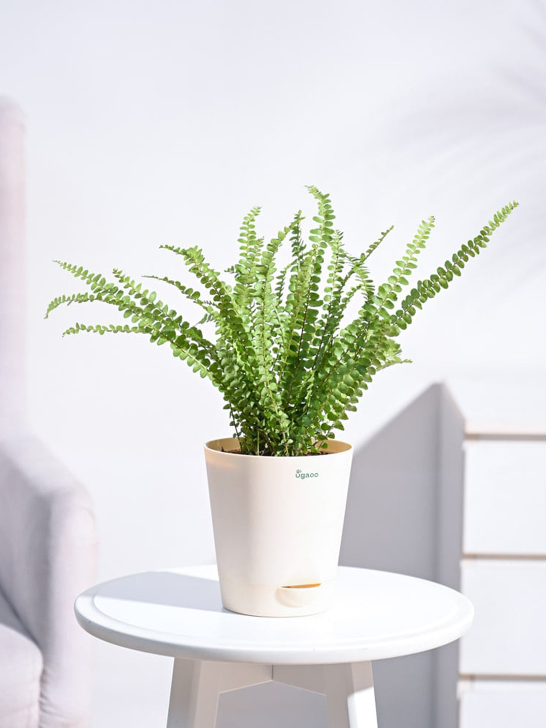 

UGAOO Self Watering Live Button Fern Plant With Pot, Beige