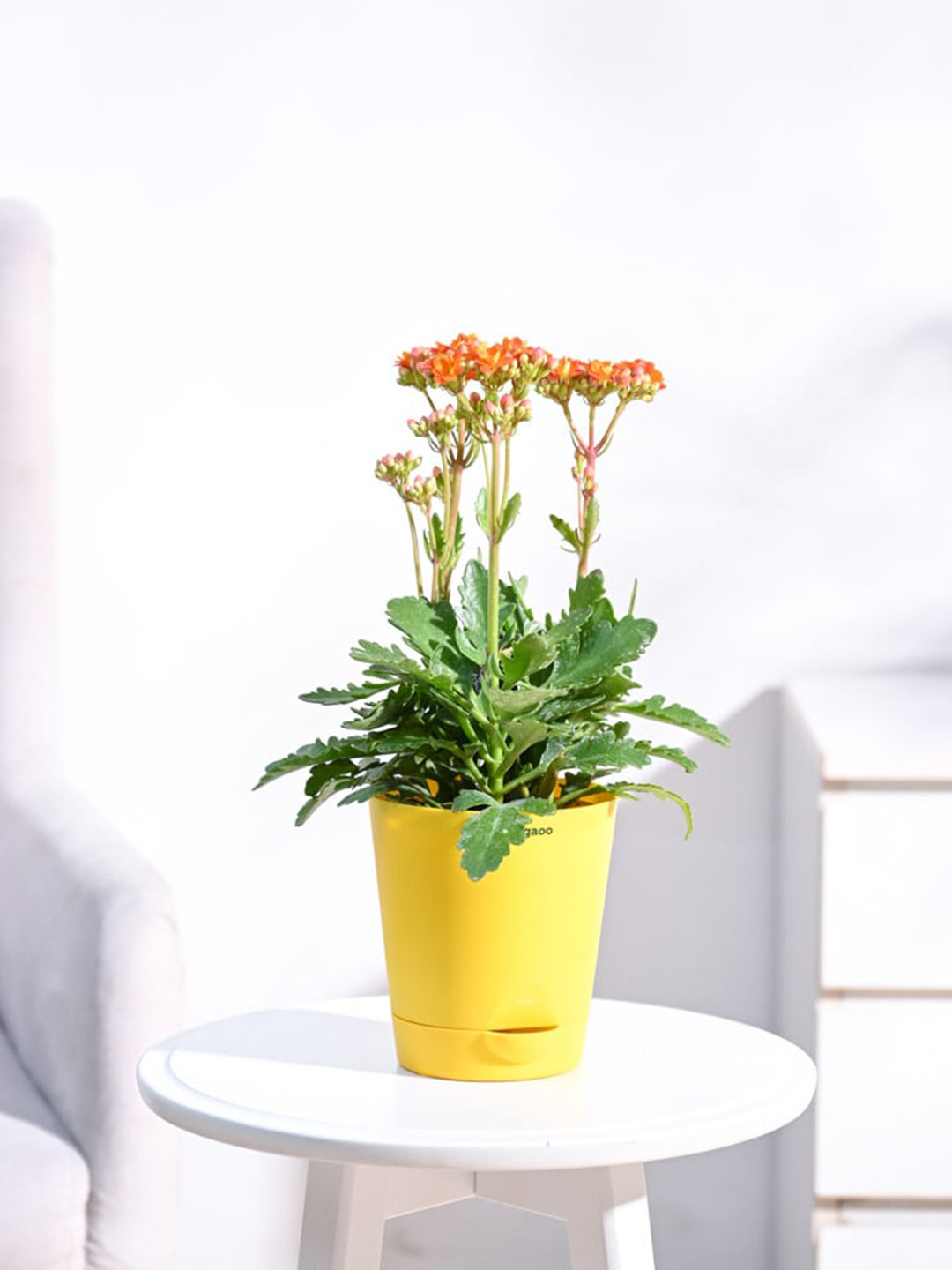 

UGAOO Kalanchoe Orange Plant With Self Watering Pot, Yellow