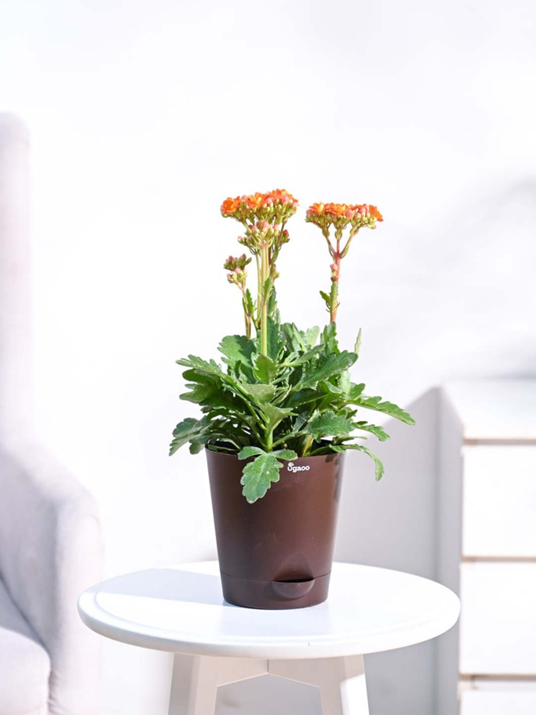 

UGAOO Kalanchoe Orange Plant With Self Watering Pot, Brown